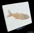 / Inch Mioplosus - Uncommon Fish Fossil #3097-2